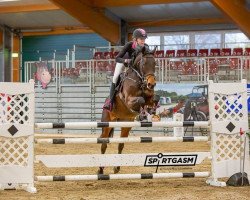 broodmare Miss Cornet (Oldenburg show jumper, 2012, from Albfuehren's Memphis)