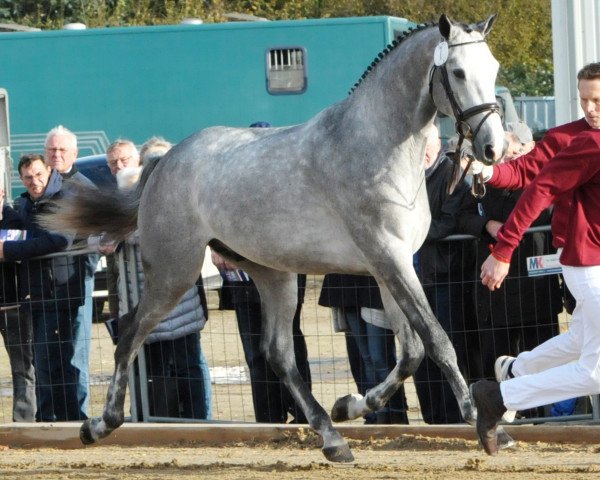 stallion Cardente 2 (Holsteiner, 2015, from VDL Cardento 933)