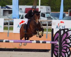 jumper Cerise Floreval Z (Zangersheide riding horse, 2008, from Cluysenaer Pni)