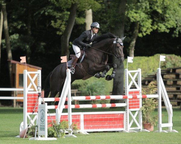 Zuchtstute Divabelle Floreval Z (Zangersheide Reitpferd, 2011, von Diarado)