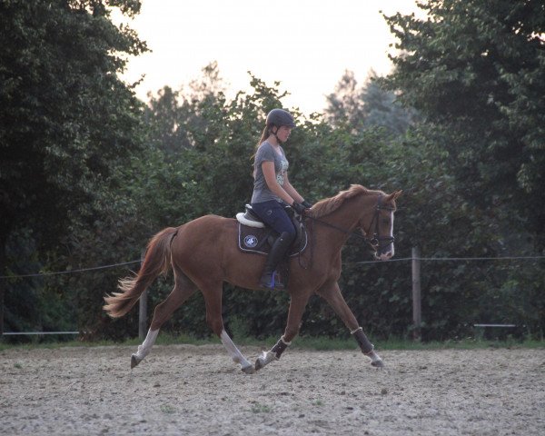 Dressurpferd Stute von Movie Star / Heidbergs Nancho Nova (Deutsches Reitpony, 2017, von Movie Star)