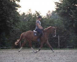 horse Stute von Movie Star / Heidbergs Nancho Nova (Deutsches Reitpony, 2017, from Movie Star)