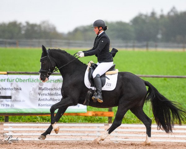 dressage horse Genius Gina (German Sport Horse, 2016, from Goldberg 15)