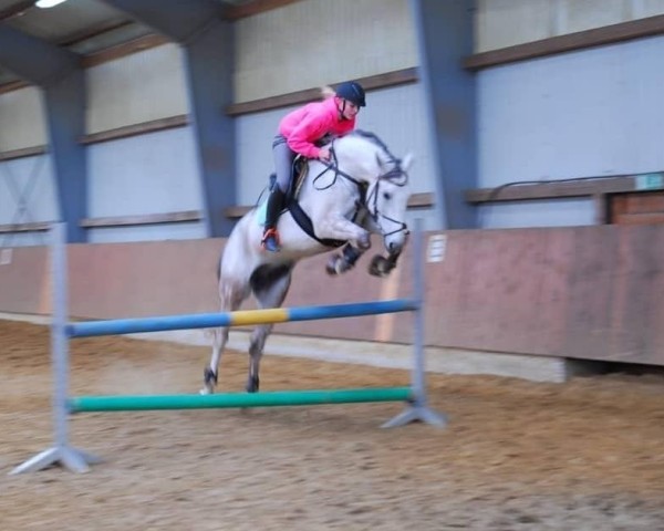 dressage horse Evando (Berber, 2010)