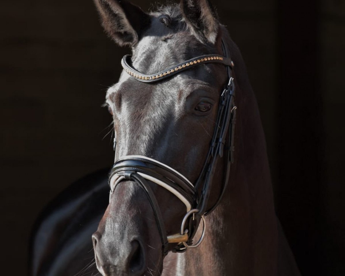 broodmare Dunkelschön (Hanoverian, 2015, from Don Nobless)