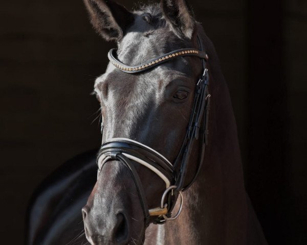 dressage horse Dunkelschön (Hanoverian, 2015, from Don Nobless)