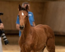 jumper Regentin (Trakehner, 2019, from Tecumseh)