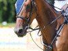 jumper Napoleon van de Plataan (Belgian Warmblood, 2013, from Bisquet Balou C)