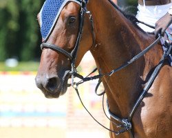 Springpferd Napoleon van de Plataan (Belgisches Warmblut, 2013, von Bisquet Balou C)