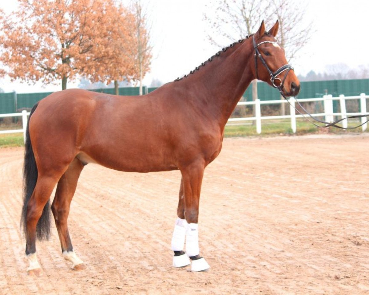 Pferd Avondale’s Return (Deutsches Sportpferd, 2015, von Duke of Hearts xx)