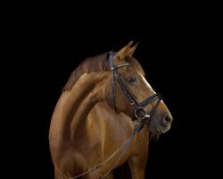 broodmare Natascha (German Riding Pony, 1990, from Maritim II)