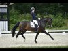 dressage horse Susy Sunshine (Hanoverian, 2004, from San Brasil)