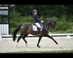 dressage horse Susy Sunshine (Hanoverian, 2004, from San Brasil)