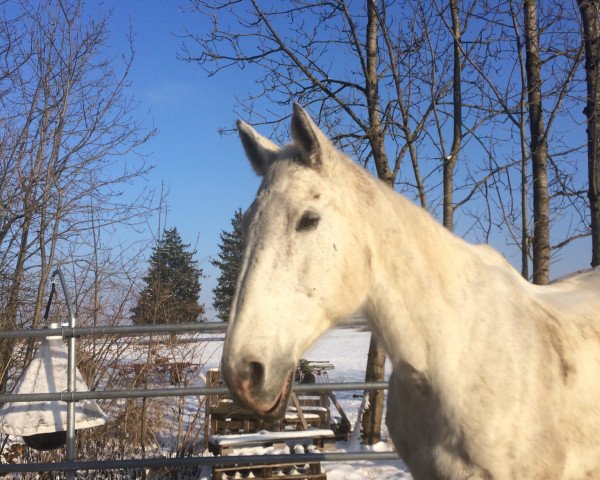 dressage horse Drag Queen (Trakehner, 1995, from Tolstoi)