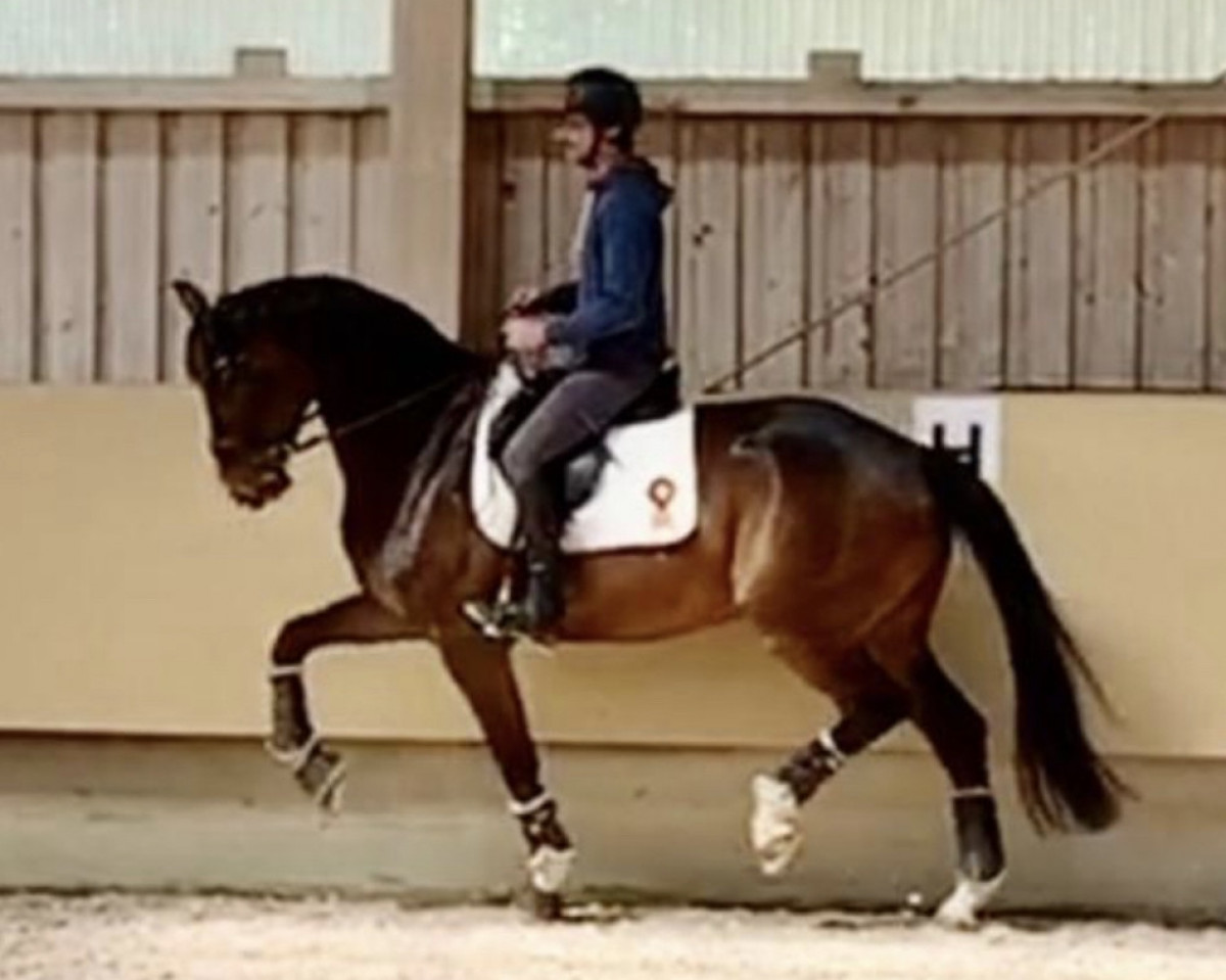 Dressurpferd Karthago 79 (KWPN (Niederländisches Warmblut), 2015, von Glock's Toto Jr.)