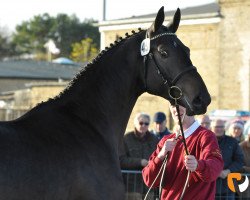 stallion Dargos (Holsteiner, 2015, from Darcodello)