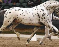 stallion Peru's Scen Tao (Nederlands Appaloosa Pony, 2002, from Pax)