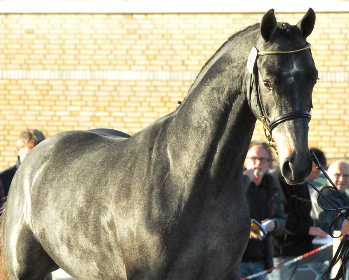 stallion Caivano (Holsteiner, 2015, from Cornet Obolensky)