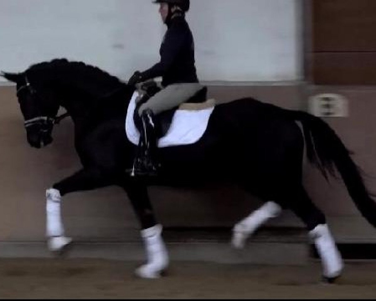 broodmare Black List (Hanoverian, 2016, from Bon Coeur)