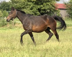 broodmare Frieda (Hanoverian, 2005, from Florestan I)