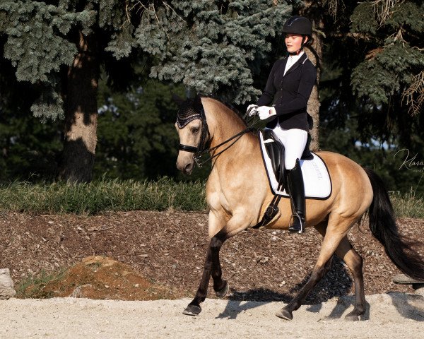 dressage horse Top Ca-Ila (German Riding Pony, 2010, from Top Champy)