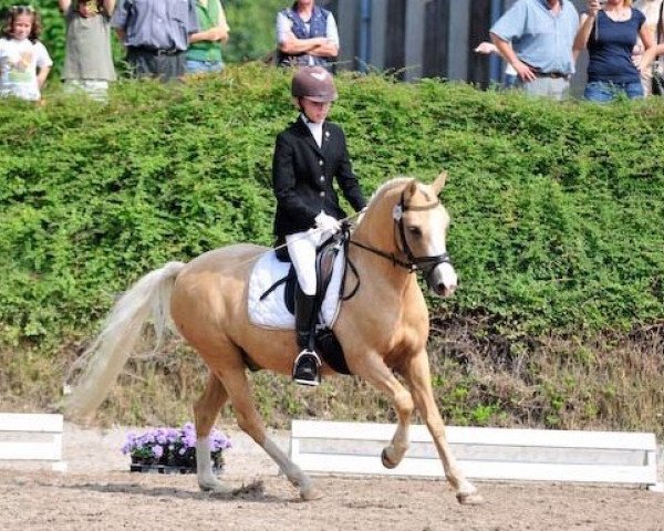 dressage horse Frankenhoeh's Menuett (Welsh-Pony (Section B), 2000, from Bonsay)