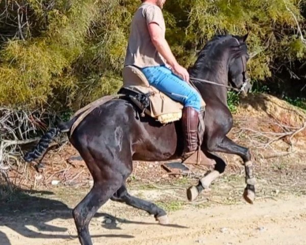 horse MACANO (Cruzado, 2012)