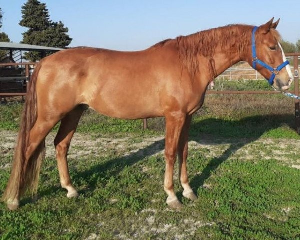 horse HÉRCULES (Andalusier,  )