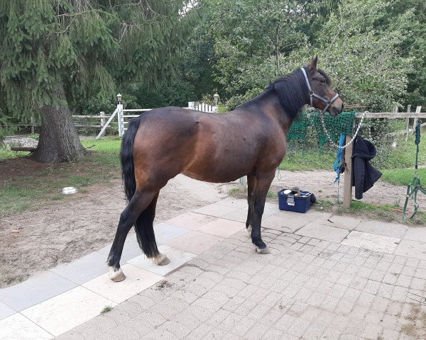 Zuchtstute Josephina (New-Forest-Pony, 1997, von Lambada)