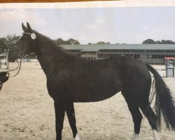 broodmare First Rose (Westphalian, 2006, from Fidermark)