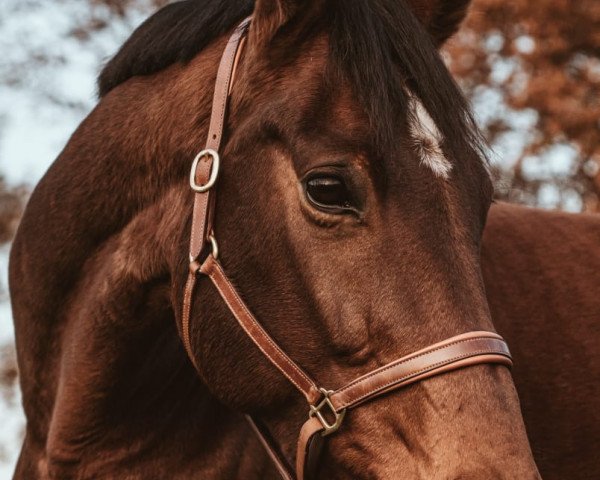 broodmare Fifille F (Hanoverian, 2010, from Fuechtels Floriscount OLD)