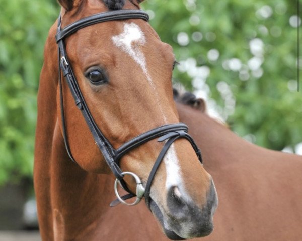 Springpferd Joris Bigstar v/d Hees (KWPN (Niederländisches Warmblut), 2014, von Big Star Jr KZ)