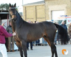 stallion Corniolo (Holsteiner, 2015, from Cornet Obolensky)