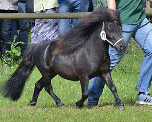 stallion Tabaluga (Shetland pony (under 87 cm), 2012, from Tricolore of Chestnut Stable)