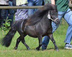 stallion Tabaluga (Shetland pony (under 87 cm), 2012, from Tricolore of Chestnut Stable)