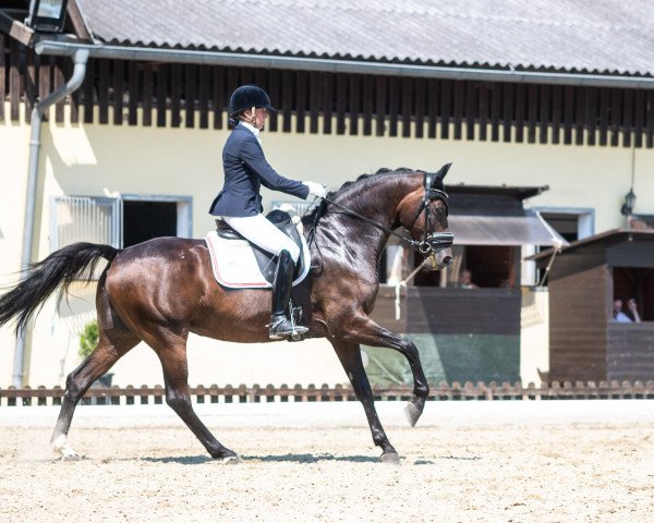 dressage horse Dionella (Austrian Warmblood, 2013, from Lemony's Nicket)