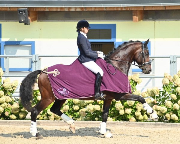 stallion Formidable 60 (Hanoverian, 2015, from Finest)