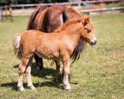 Zuchtstute Esmeralda (Shetland Pony (unter 87 cm), 2018, von Prinz Justus vom Zwergenhof)