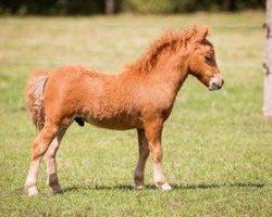 Deckhengst Pax zum Jemberg (Shetland Pony (unter 87 cm), 2018, von Prinz Justus vom Zwergenhof)