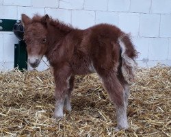 Pferd Rosi zum Jemberg (Shetland Pony (unter 87 cm), 2019, von Prinz Justus vom Zwergenhof)