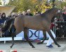 jumper Caruso Bello (Holsteiner, 2015, from Cascadello)