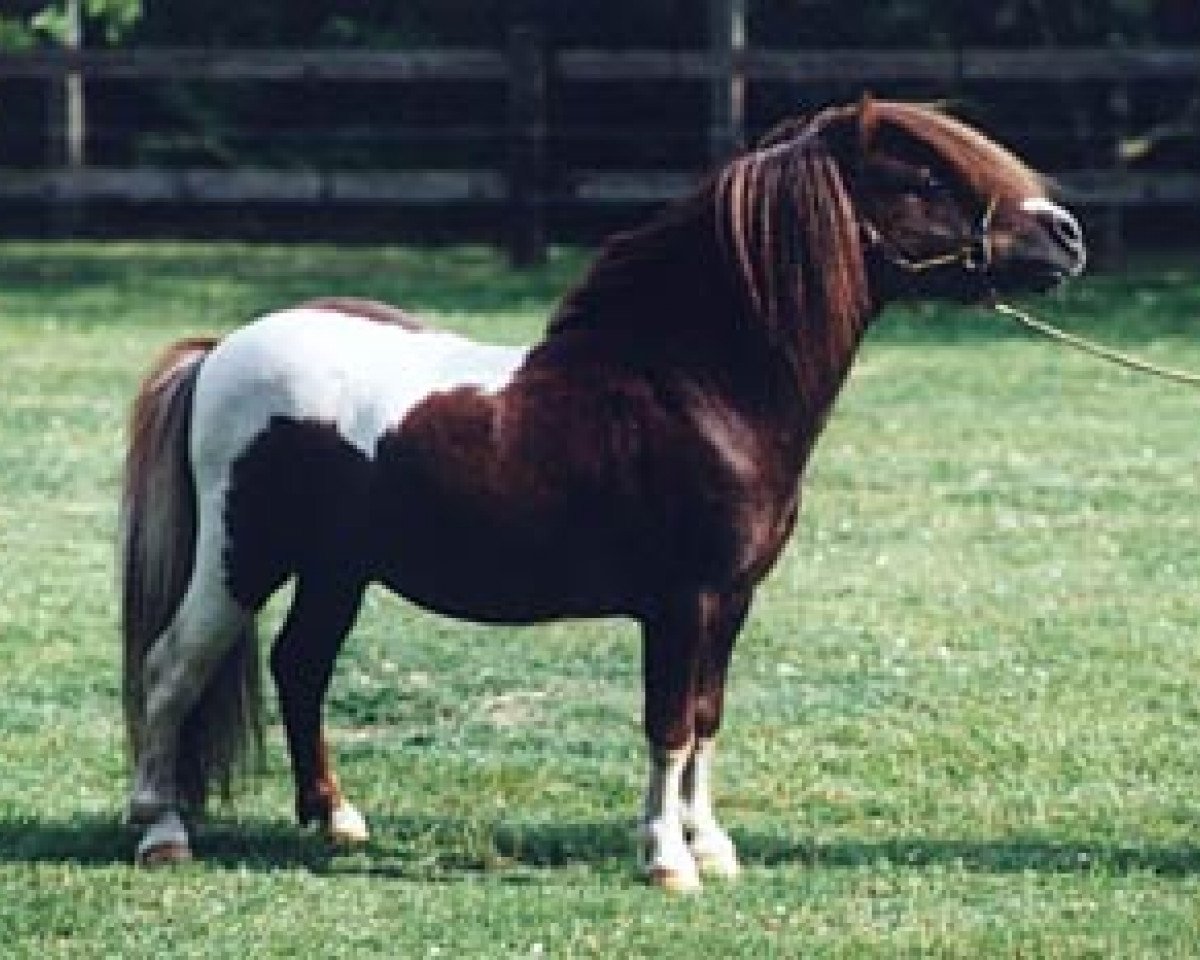 Deckhengst Briar Desmond (Shetland Pony (unter 87 cm), 1993, von Toyhorse Lord Dennis)