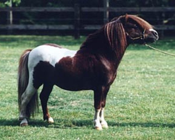 Deckhengst Briar Desmond (Shetland Pony (unter 87 cm), 1993, von Toyhorse Lord Dennis)