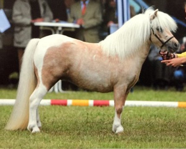 Zuchtstute Princess-Charona-B (Shetland Pony (unter 87 cm), 2011, von Birchwood Pocket Prince)