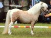 Zuchtstute Princess-Charona-B (Shetland Pony (unter 87 cm), 2011, von Birchwood Pocket Prince)