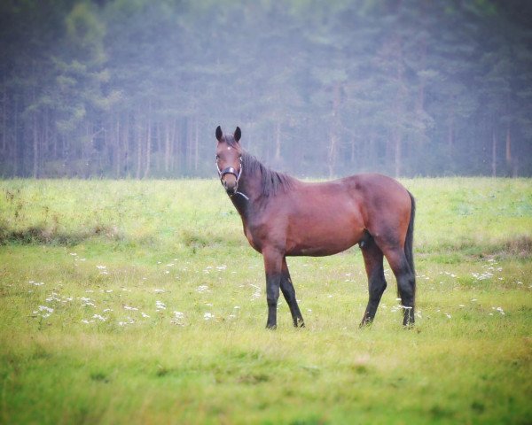 dressage horse Bravour (Hanoverian, 2016, from Buckingham)
