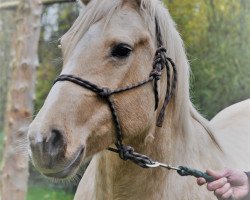 Zuchtstute Zi Gleschka ( Jays Golden Sugar) (Quarter Horse, 2013, von Jay Crew)