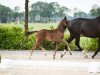 broodmare Rough Diamond G (Oldenburg, 2019, from Devonport)