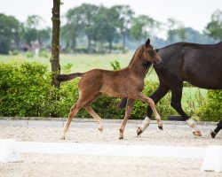 broodmare Rough Diamond G (Oldenburg, 2019, from Devonport)