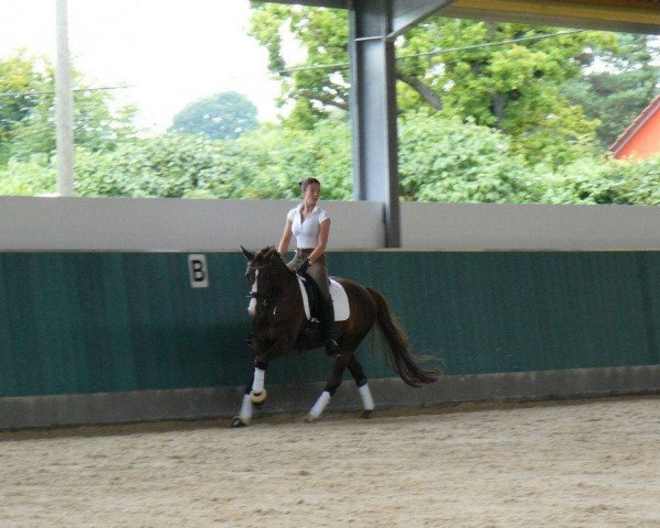 jumper Dornröschen 117 (German Riding Pony, 2002, from Diamond Boy)